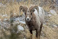 Bighorn Sheep Ovis canadensis