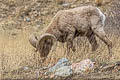 Bighorn Sheep Ovis canadensis