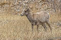 Bighorn Sheep Ovis canadensis