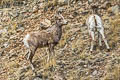 Bighorn Sheep Ovis canadensis