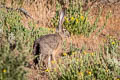 Black-tailed Jackrabbit Lepus californicus