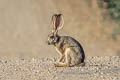 Black-tailed Jackrabbit Lepus californicus