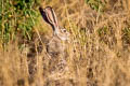 Black-tailed Jackrabbit Lepus californicus