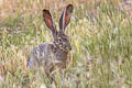 Black-tailed Jackrabbit Lepus californicus