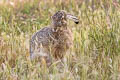 Black-tailed Jackrabbit Lepus californicus