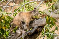 Bobcat Lynx rufus (Bay Lynx)