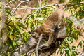 Bobcat Lynx rufus (Bay Lynx)