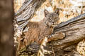 Bobcat Lynx rufus (Bay Lynx)