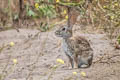 Brush Rabbit Sylvilagus bachmani