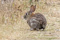 Brush Rabbit Sylvilagus bachmani