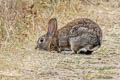 Brush Rabbit Sylvilagus bachmani