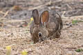Brush Rabbit Sylvilagus bachmani