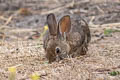 Brush Rabbit Sylvilagus bachmani