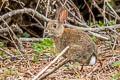 Brush Rabbit Sylvilagus bachmani