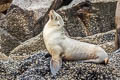 California Sea Lion Zalophus californianus