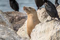 California Sea Lion Zalophus californianus