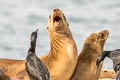 California Sea Lion Zalophus californianus