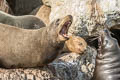 California Sea Lion Zalophus californianus