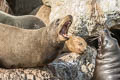 California Sea Lion Zalophus californianus