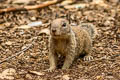 California Ground Squirrel Otospermophilus beecheyi