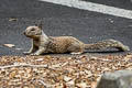 California Ground Squirrel Otospermophilus beecheyi