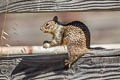 California Ground Squirrel Otospermophilus beecheyi