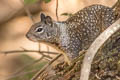 California Ground Squirrel Otospermophilus beecheyi