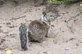 California Ground Squirrel Otospermophilus beecheyi