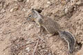 California Ground Squirrel Otospermophilus beecheyi