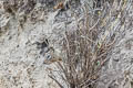 California Ground Squirrel Otospermophilus beecheyi