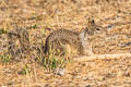 California Ground Squirrel Otospermophilus beecheyi