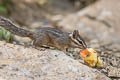 Cliff Chipmunk Neotamias dorsalis