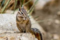 Cliff Chipmunk Neotamias dorsalis