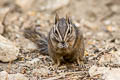 Cliff Chipmunk Neotamias dorsalis