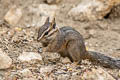 Cliff Chipmunk Neotamias dorsalis