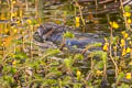 Common Muskrat Ondatra zibethicus