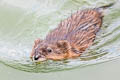 Common Muskrat Ondatra zibethicus