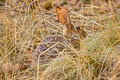 Desert Cottontail Sylvilagus audubonii (Audubon's Cottontail)