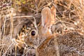 Desert Cottontail Sylvilagus audubonii (Audubon's Cottontail)