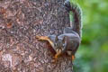 Douglas's Squirrel Tamiasciurus douglasii