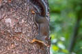 Douglas's Squirrel Tamiasciurus douglasii