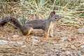 Douglas's Squirrel Tamiasciurus douglasii