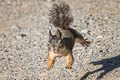 Douglas's Squirrel Tamiasciurus douglasii