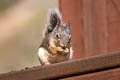 Douglas's Squirrel Tamiasciurus douglasii