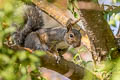 Eastern Grey Squirrel Sciurus carolinensis