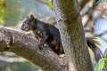 Eastern Grey Squirrel Sciurus carolinensis