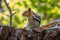 Golden-mantled Ground Squirrel Callospermophilus lateralis