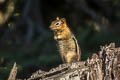 Golden-mantled Ground Squirrel Callospermophilus lateralis