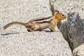 Golden-mantled Ground Squirrel Callospermophilus lateralis