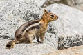 Golden-mantled Ground Squirrel Callospermophilus lateralis